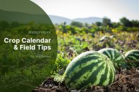 Smart Harvesting & Market Moves for Mediterranean Watermelons in the 2025 EU Season